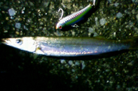 カマス　田辺運河 2009/11/16 00:00:45