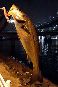 シーバス　お台場海浜公園 2011/03/08 00:00:57