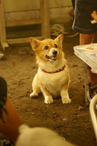 はじめましてだワン♪