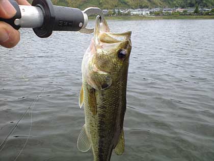 忍耐の釣り