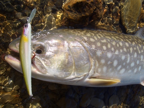 テンションガタ落ちから・・・