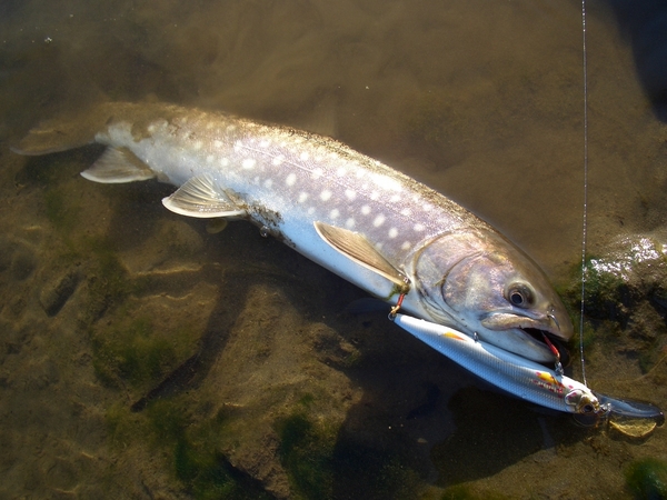 デカイの釣れるかな？