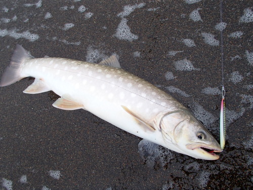 釣れる法則