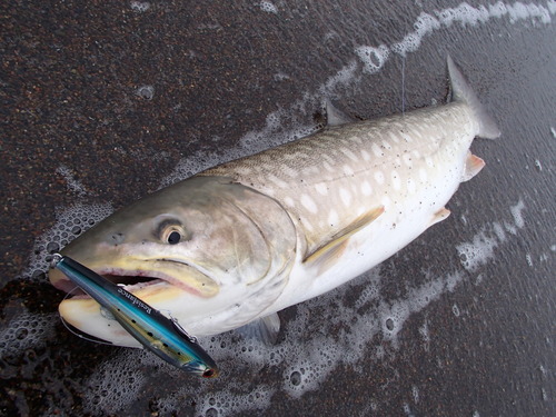 釣れる法則