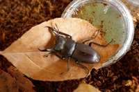 何故か　我が家に飛んでくる