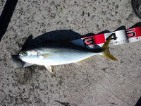 今年最初で最後の青物釣行？13日釣行