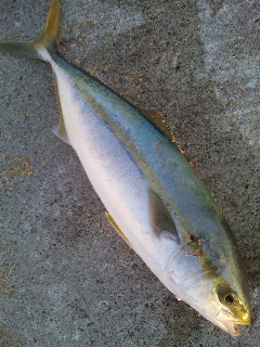 楽釣！！！