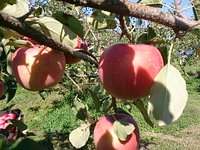 食後のデザートは 2013/10/13 14:08:18