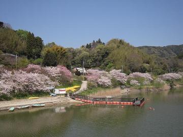 桜舞い散る湖にて　～4/11　佐久間ダム　