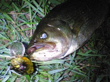 水郷開幕　夜編