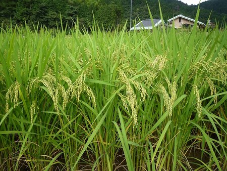 37泊目　またまた湯の原温泉　オフ