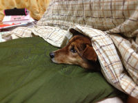 犬なのに・・・