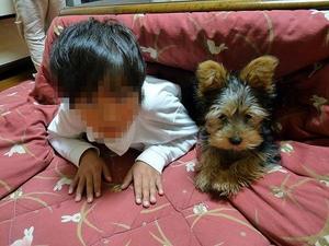 まめちゃん＆お兄ちゃん　ｉｎ　コタツ