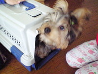 まめちゃんトレーニング中！