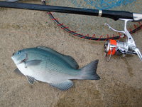 新年初魚
