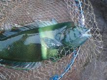 平成25年3月八丈島釣行②