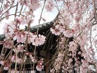 日帰り京都の旅