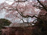 日帰り京都の旅