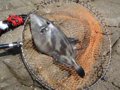 平成25年6月佐渡釣行⑤