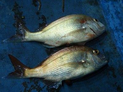 夜船鯛