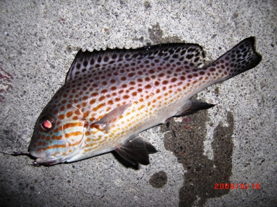 投げ釣り四国 八十八カ所釣場 釣れたぁ 魚図鑑