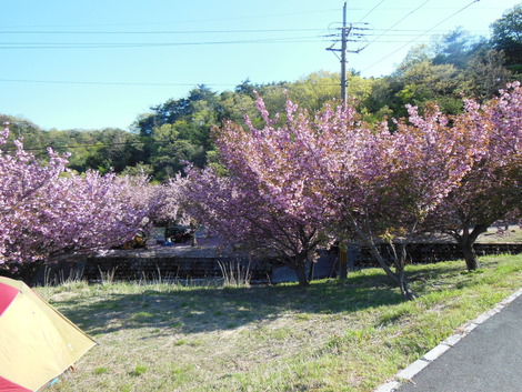 マキノ高原キャンプ場に行ってきました　(^-^)　　（その１）