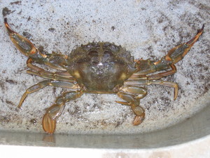 毒魚にも負けず、アナゴが食べたい