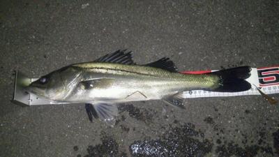 湾奥でシーバスが釣れたっ！