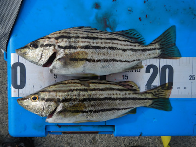 南房 ダンゴ釣り初挑戦！