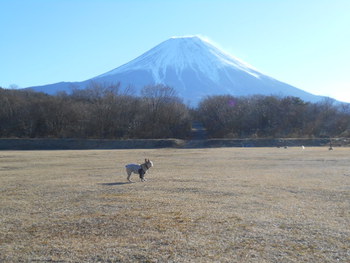 今年の初キャンも朝霧から。