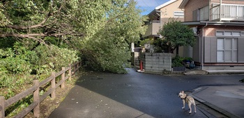 台風一過！