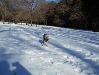 雪のMAX散歩！