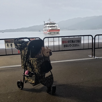 車中泊で広島へ！②宮島