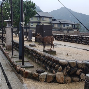 車中泊で広島へ！②宮島