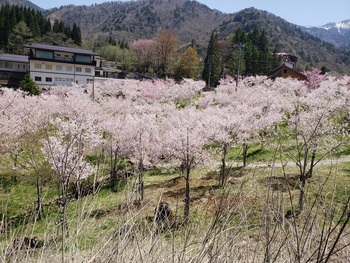 出会いは平湯で！