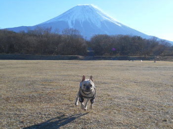 今年の初キャンも朝霧から。