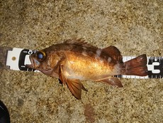 釣れるとき釣れるものを