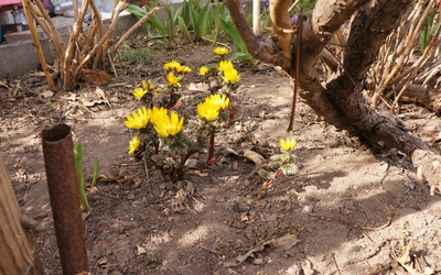 福寿草という名の春の訪れを告げる花