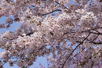 札幌の公園の桜も、もうすぐ満開だね。