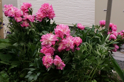 蝦夷梅雨と、芍薬と野ばらと、クルメツツジと、あからかすの朝