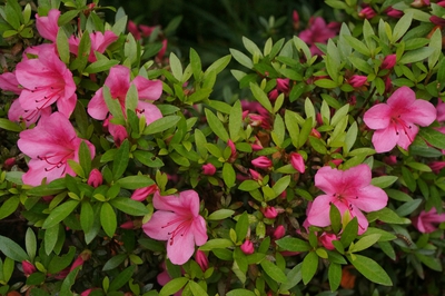 蝦夷梅雨と、芍薬と野ばらと、クルメツツジと、あからかすの朝