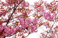我が家の桜　2015　春