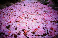 桜の絨毯、つつじとおだまき