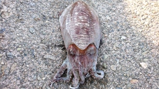 旬の獲物を求めて・・・ｷﾀ━(ﾟ∀ﾟ)━!