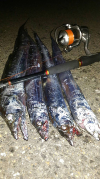 息子単独テスト終わり太刀魚 2015/10/23 20:55:39