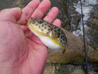 あと半月？　ちょい釣り