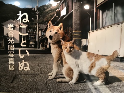 あなたはどっち派？　ねこといぬ・岩合光昭写真展