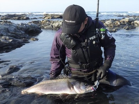 たけまん釣行記 Jgfaタグ リリース調査におけるスズキ ヒラスズキの放流 再捕実績