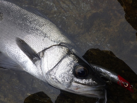 後味悪し、ヒラスズキ釣り