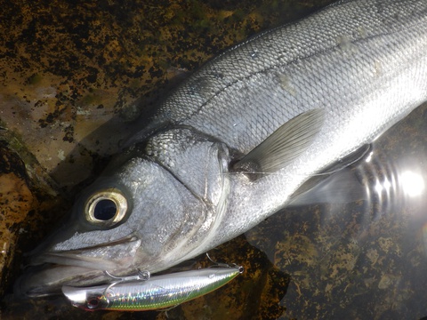 後味悪し、ヒラスズキ釣り